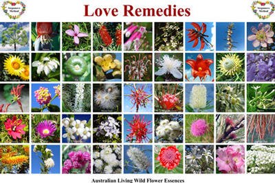 Pictures of the Australian Bushflowers Love Remedies